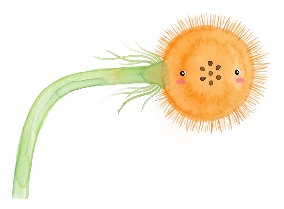 水彩副视觉：太阳与植物